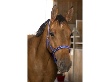 Ohlávka NORTON Reflective modrá PONY