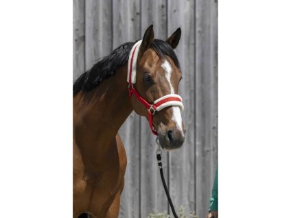 Ohlávka RIDING WORLD s beránkem červená PONY