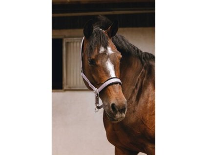Ohlávka EQUITHEME Jacquard lilac COB