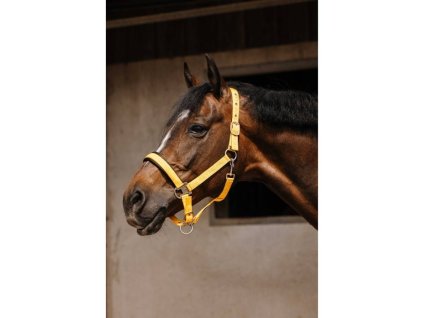 Ohlávka EQUITHEME Jacquard gold FULL