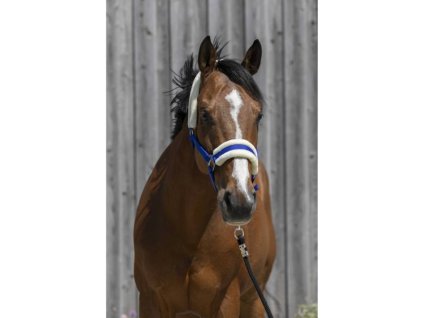 Ohlávka RIDING WORLD s beránkem královsky modrá PONY