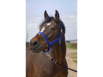 Ohlávka EQUITHEME Nylon Light royal blue COB