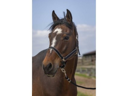 Ohlávka EQUITHEME Nylon Light black FULL