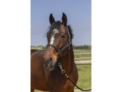 Ohlávka NORTON Grooming černá PONY