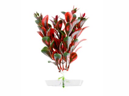 Rostlina JK Red Ludwigia 13-16cm
