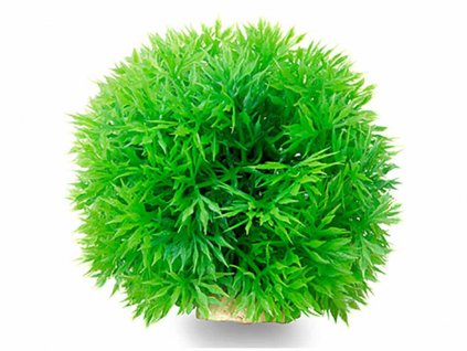 Rostlina JK tráva koule zelená 8cm