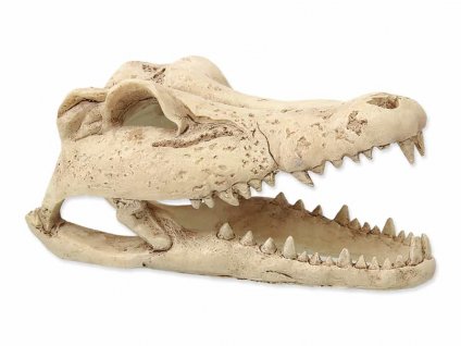 Dekorace REPTI PLANET krokodýlí lebka 13,8cm