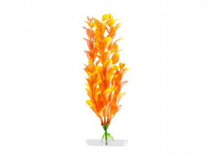 Rostlina JK Orange Ludwigia 18-21cm