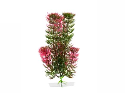 Rostlina JK Red Anacharis 18-21cm