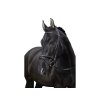 Uzdečka RIDING WORLD Murserolle Combinée s anglickým nánosníkem černá FULL