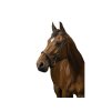 Sidepull NORTON PRO Confort havana COB