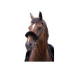 Beránek na nánosník EQUITHEME Teddy černý FULL