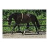 Lonžovací postroj BR ConCord® Longe Lunging Method black/cream