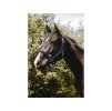 Bezpečnostní ohlávka EQUITHEME Protector tmavě modrá PONY