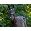 Uzdečka TRUST Rotterdam se švédským nánosníkem black/black COB