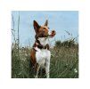 Tracker DOGTRACE DOG GPS mini pro psy a kočky