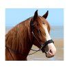 Obnosek F.R.A. Wendy black FULL