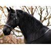 Sidepull F.R.A. Pardoes de luxe black/orange SHETTY