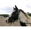 Sidepull F.R.A. Pardoes black PONY