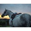 Tlumící dečka pod sedlo THINLINE Trifecta pro posedlí 16,5"-17" white