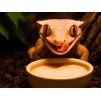 BIOGECKO FOOD Banana & Mango with Insects 100g