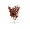 Rostlina JK Red Ludwigia 13-16cm