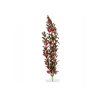Rostlina JK Red Ludwigia 38-43cm