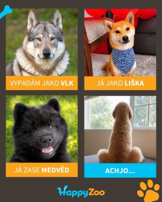 Každý pes je originál 😂🐶 Pochlubte se svým parťákem do komentářů 📸