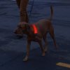 Nabíjecí svítící kryt Nite Ize NiteDog® Rechargeable LED Collar Cover - Disc-O Select™