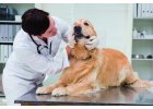 Pro veterinu