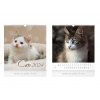 kalendár 2024 nástenný malý Cats 1061443