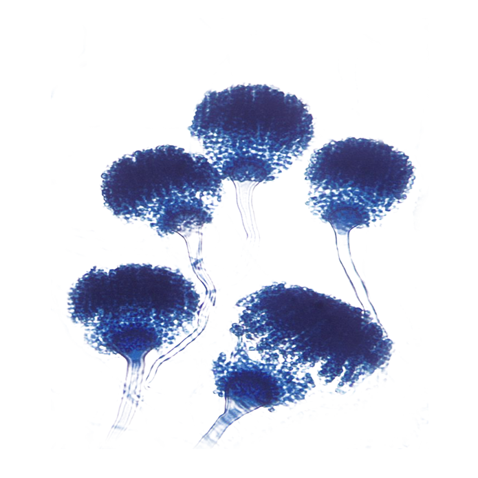 Actizyme®