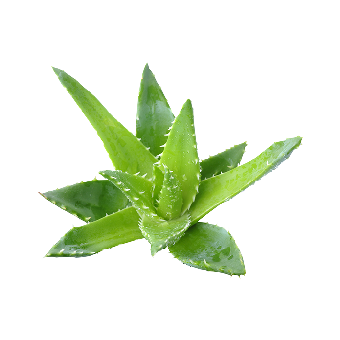 Aloe vera