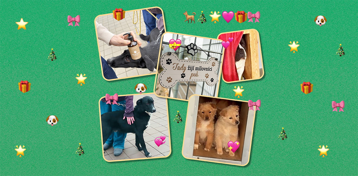 Vánoční dárek pro ty, kteří čekají na svůj domov