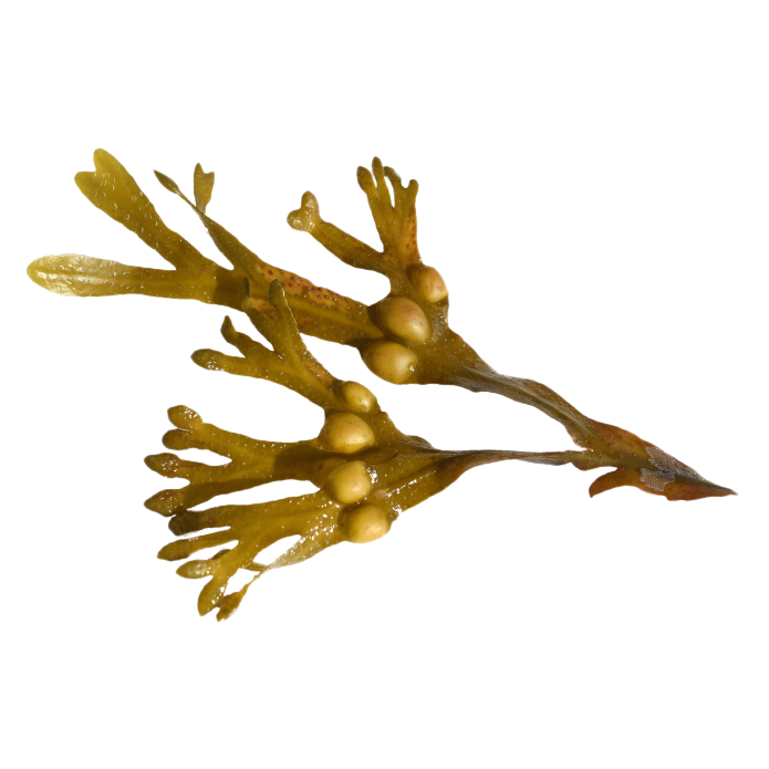 Bladderwrack