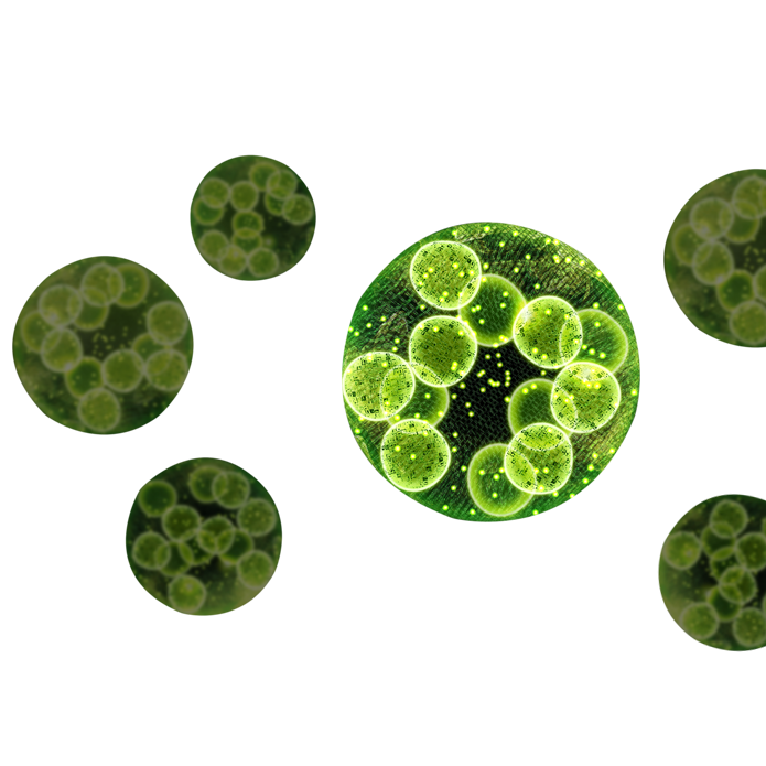 Dermochlorella DG