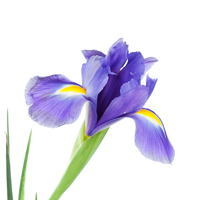 Cytobiol™ Iris A2