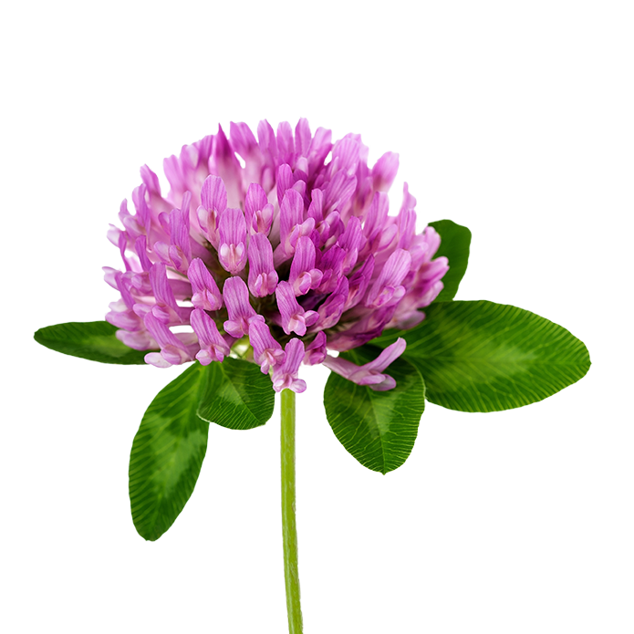 Red clover