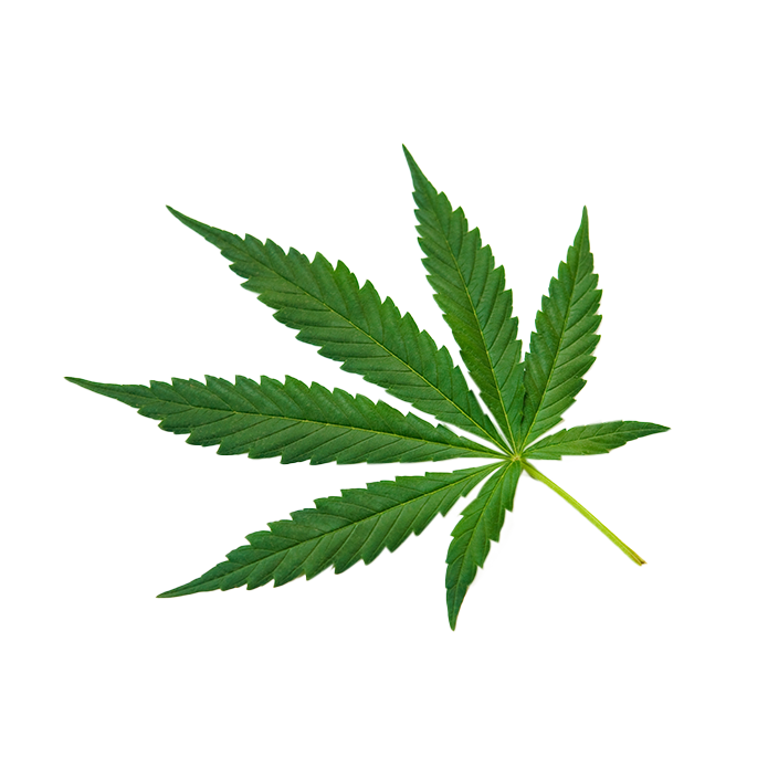 Cannabis sativa