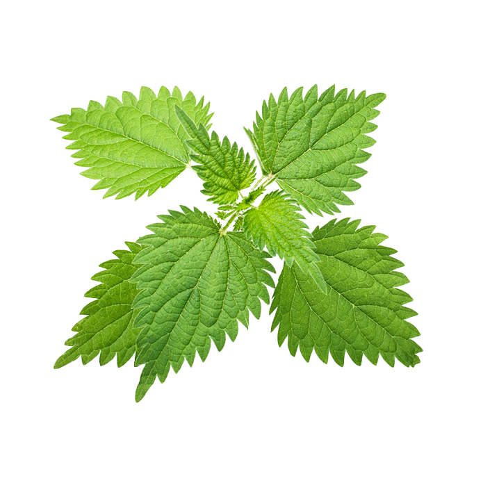 Stinging nettle