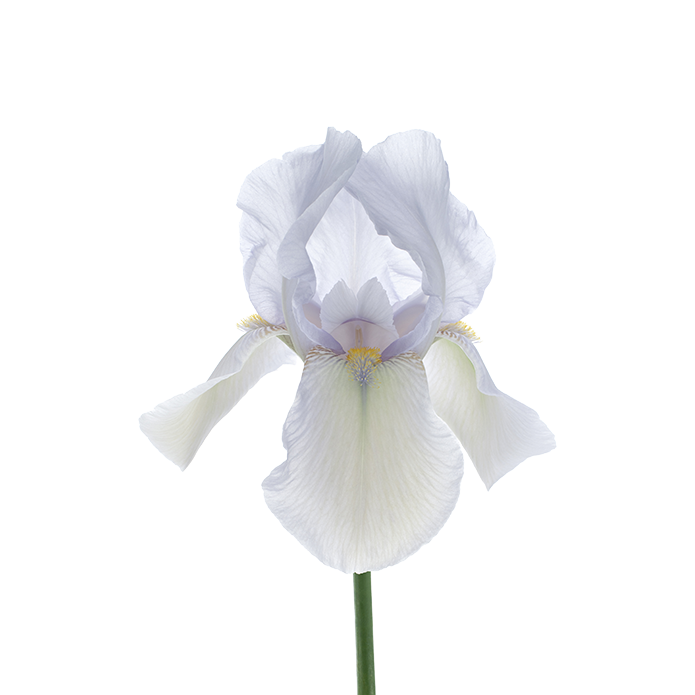 Iris florentina root extract