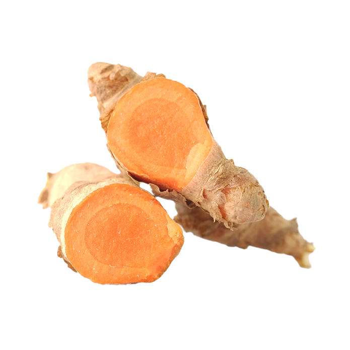 Kurkumovník dlouhý