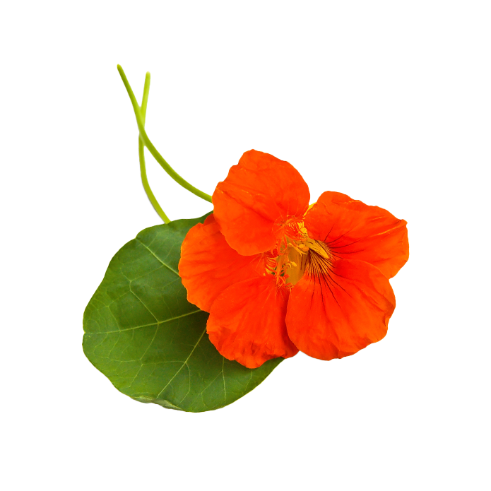 Garden nasturtium