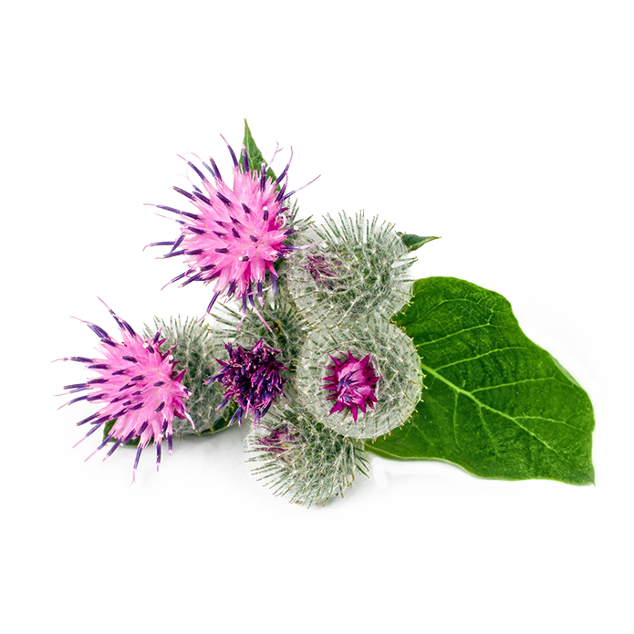 Greater burdock