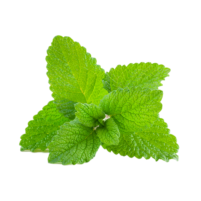 Lemon balm