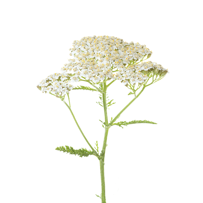 Yarrow