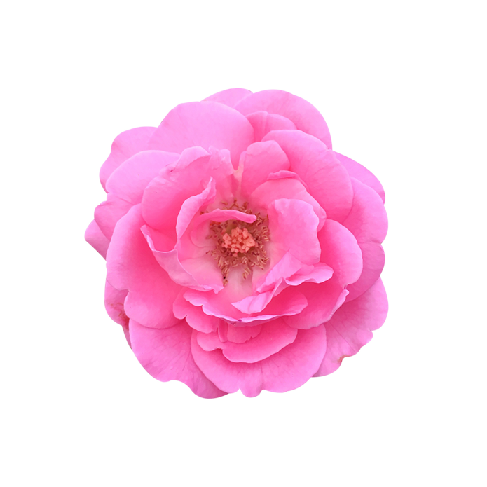 Damask rose