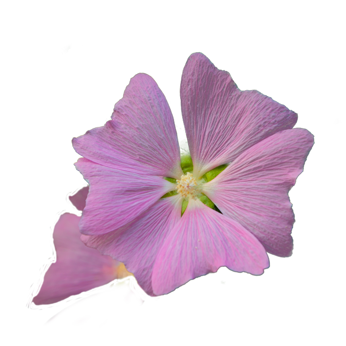 Common mallow