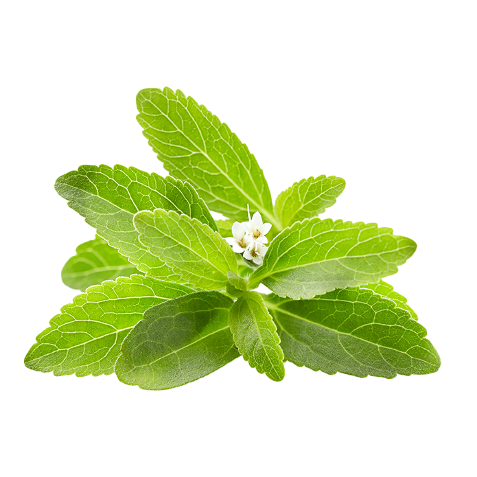 Stevia rebaudiana