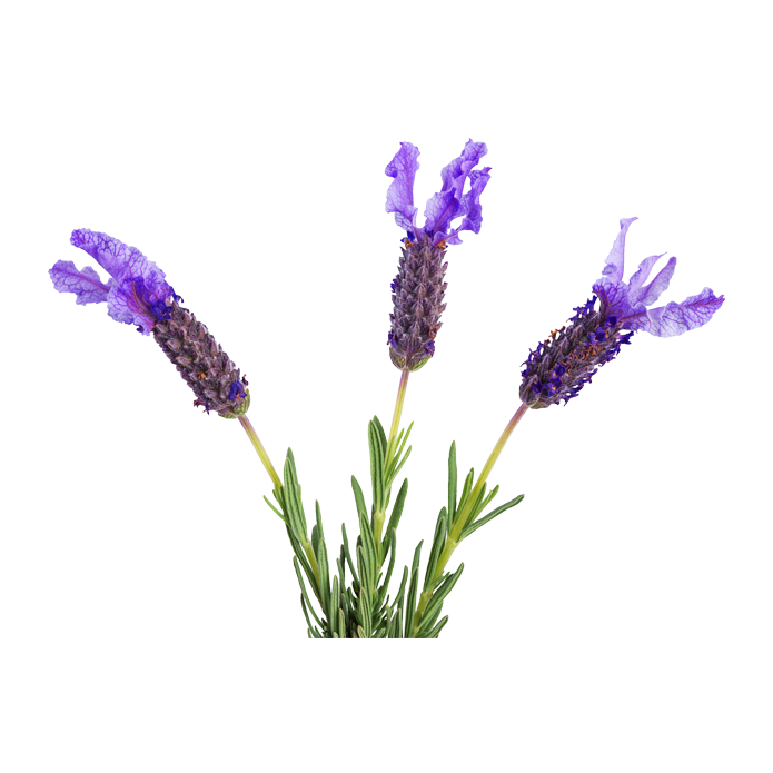 Stoechiol